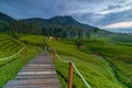 A wooden bridge over the expanse of green tea gardens in Riung Gunung - Bandung