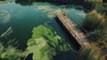 Wooden Bridge Over a Green Algae-Covered Pond Royalty Free Stock Photo