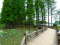 A wooden bridge over a lake Royalty Free Stock Photo