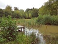 Wooden bridge over pond in forest Royalty Free Stock Photo