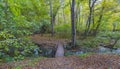 Wooden bridge over a river in the forest Royalty Free Stock Photo
