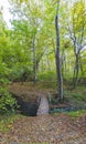 Wooden bridge over a river in the forest Royalty Free Stock Photo