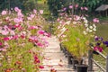 The wooden bridge park full of flowers Royalty Free Stock Photo