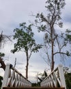 Wooden bridge in park