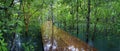 wooden bridge, pathway in the middle of mangrove forest Royalty Free Stock Photo