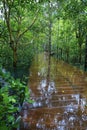 Wooden bridge, pathway in the middle of mangrove forest Royalty Free Stock Photo