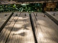 Wooden buildings. Detail with screws torn off the floorboards of an old wooden deck Royalty Free Stock Photo