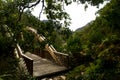 Wooden Bridge in the Forest