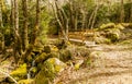 Wooden bridge, stream, rocks with moss and oak grove in Bosque El Tejedelo in spring. Requejo from Sanabria. Zamora. Spain.