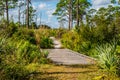 WOODEN BRIDGE TO A PALMETTO SCRUB