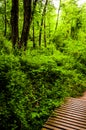 Wooden bridge on a trail in a lush forest in Codorus State Park, Pennsylvania. Royalty Free Stock Photo