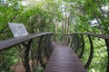 Wooden bridge of the Tree Canopy Walkway in Kirstenbosch National Botanical Garden