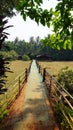 Wooden bridge in the tropical plantation garden Goa India