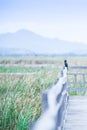 Wooden bridge in tropical pond at sunset, Little Cormorant hangi Royalty Free Stock Photo