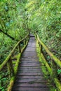 Wooden bridge in tropical rain forest