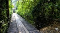 Wooden bridge in tropical rain forest - Image