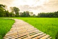 Wooden bridge walkway Bamboo bridge spanning to the rice field