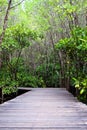 Wooden bridge walkway in Cock plants or Crabapple Mangrove of Mangrove Forest in tropical rain forest of Thailand Royalty Free Stock Photo