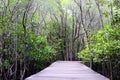 Wooden bridge walkway in Cock plants or Crabapple Mangrove of Mangrove Forest in tropical rain forest of Thailand Royalty Free Stock Photo