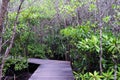 Wooden bridge walkway in Cock plants or Crabapple Mangrove of Mangrove Forest in tropical rain forest of Thailand Royalty Free Stock Photo