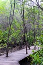 Wooden bridge walkway in Cock plants or Crabapple Mangrove of Mangrove Forest in tropical rain forest of Thailand Royalty Free Stock Photo