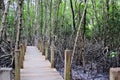 Wooden bridge walkway in Cock plants or Crabapple Mangrove of Mangrove Forest in tropical rain forest of Thailand Royalty Free Stock Photo