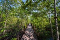 Wooden bridge walkway at Kung krabaen bay Mangrove forest at chanthaburi city Royalty Free Stock Photo