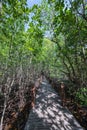 Wooden bridge walkway at Kung krabaen bay Mangrove forest at chanthaburi city Royalty Free Stock Photo