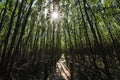 Wooden bridge walkway at Kung krabaen bay Mangrove forest at chanthaburi city Royalty Free Stock Photo