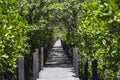 wooden bridge walkway in mangrove nature trail.