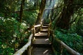 Wooden bridge walkway in Nature Trail at Inthanon mountain peak; at Chiang mai Thailand Royalty Free Stock Photo