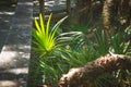 Spider grass in tropical Washington Gardens in St, Augustine, Florida