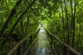 Wooden bridge walkway in to the rain forest