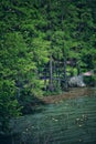 wooden bridge in the woods Royalty Free Stock Photo