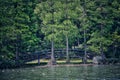 wooden bridge in the woods Royalty Free Stock Photo