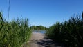 Lake And Wetland. Wooden Bridge With Young Green Reeds