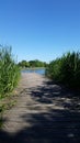 Wooden Bridge With Young Green Reeds