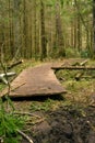 Wooden bridges across the swamp in the forest of Belovezhskaya Pushcha.