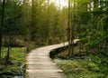 Wooden bridges across the swamp in the forest of Belovezhskaya Pushcha.