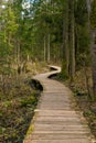 Wooden bridges across the swamp in the forest of Belovezhskaya Pushcha