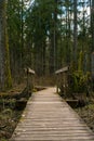 Wooden bridges across the swamp in the forest of Belovezhskaya Pushcha