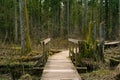 Wooden bridges across the swamp in the forest of Belovezhskaya Pushcha.