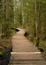 Wooden bridges across the swamp in the forest of Belovezhskaya Pushcha.