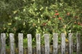 Wooden bright fence. Behind the fence, a tree with red apples.