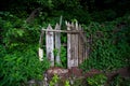 Wooden broken fence in plants