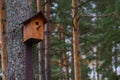 Wooden brown birdhouse on a trunk of a tree in the park. A house for the birds. Bird feeder. Copy space Royalty Free Stock Photo