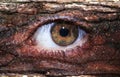 Wooden brown eye