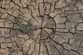 Wooden brown stump with years circles and cracks closeup. Cracked lumber macro. Aged rough wooden surface.