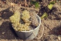 Wooden bucket full of grapes on the ground in a vineyard Royalty Free Stock Photo