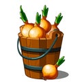 Wooden bucket full of onions. Autumn harvest. Health vegetables. Vector Illustration in cartoon style isolated on white Royalty Free Stock Photo